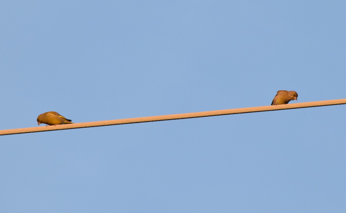 European Greenfinch - Luís Santos