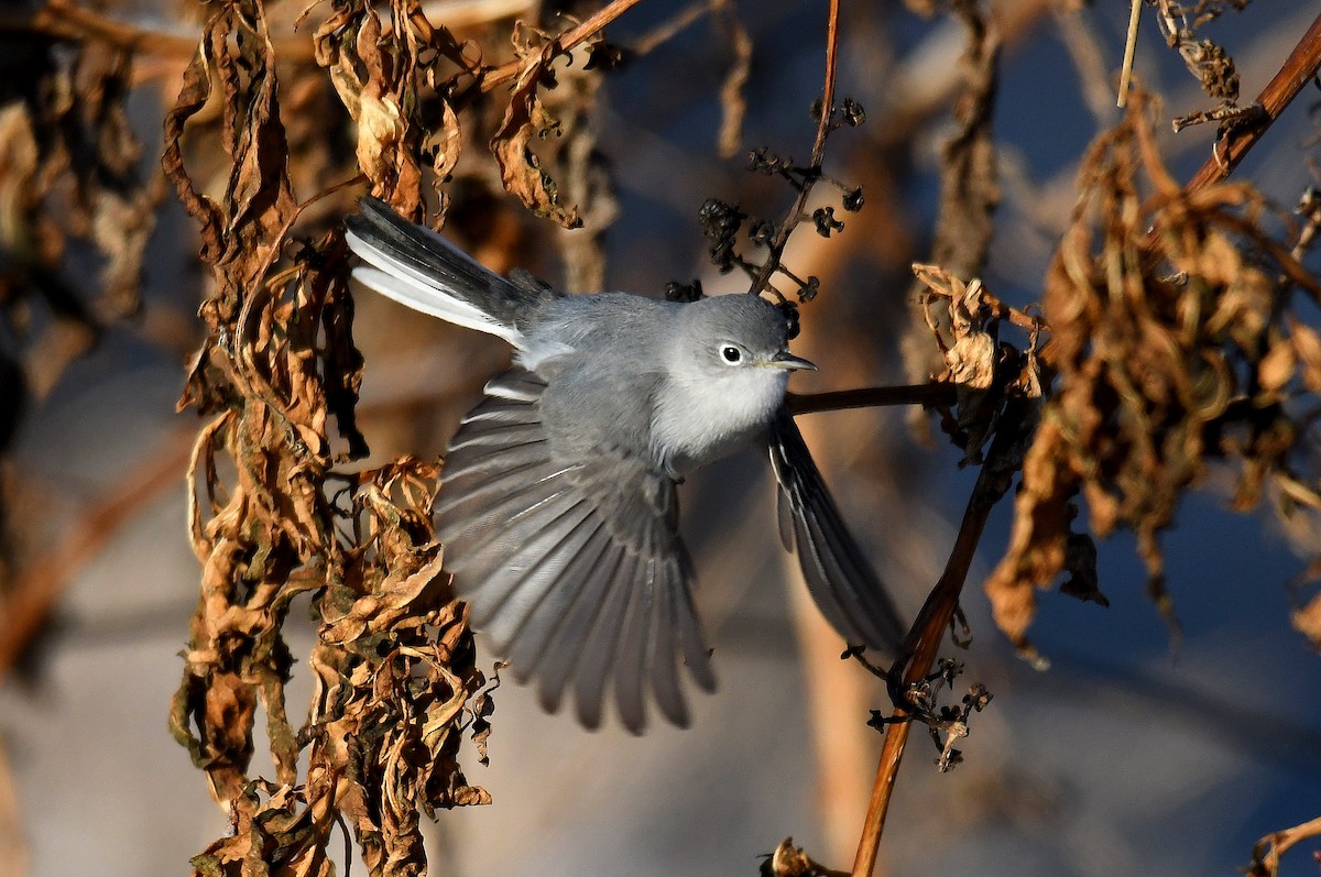 Blue-gray Gnatcatcher - Jesse Anderson