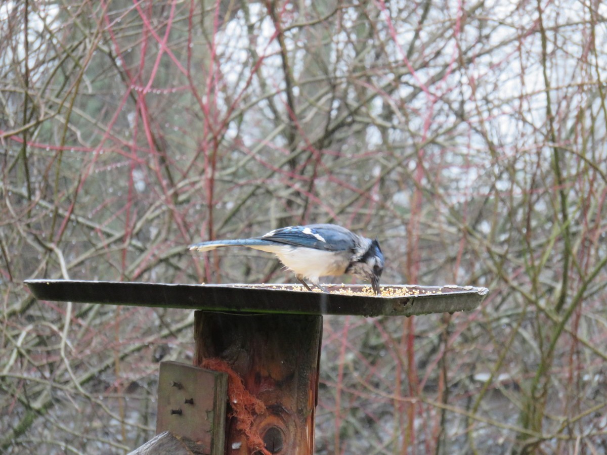 Blue Jay - ML78431721