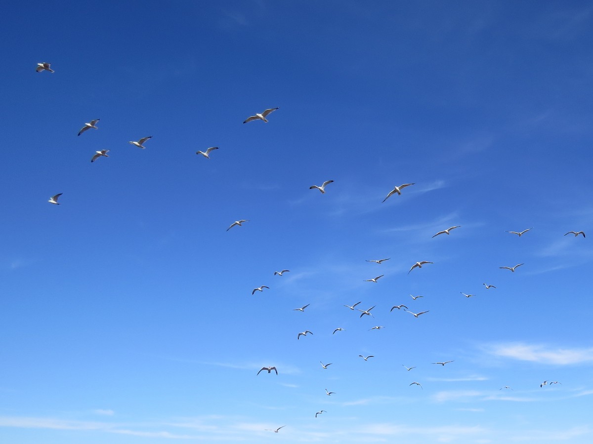 Ring-billed Gull - ML78434021