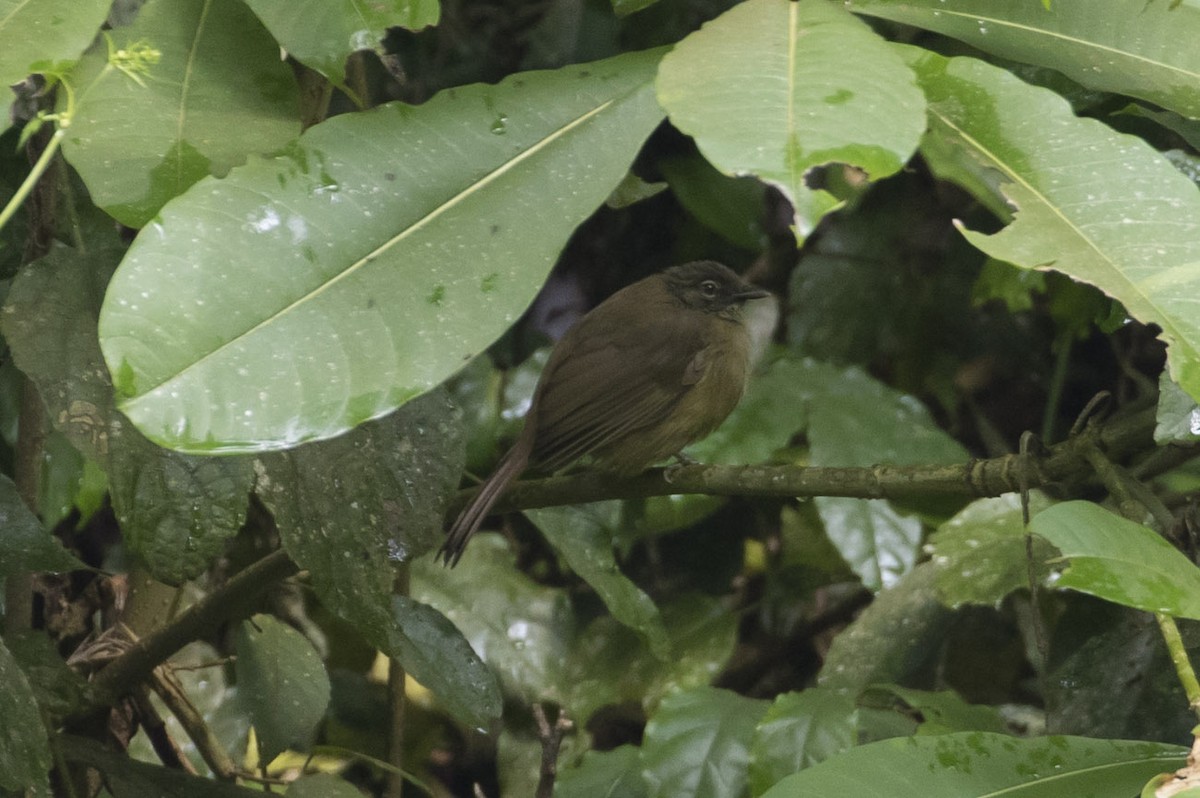 Plain Greenbul (curvirostris) - ML78435461