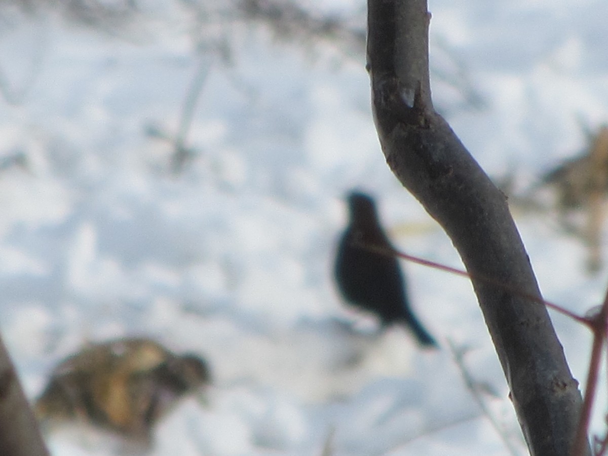 Rusty Blackbird - ML78438561