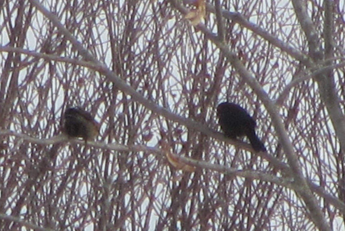 Rusty Blackbird - ML78438671