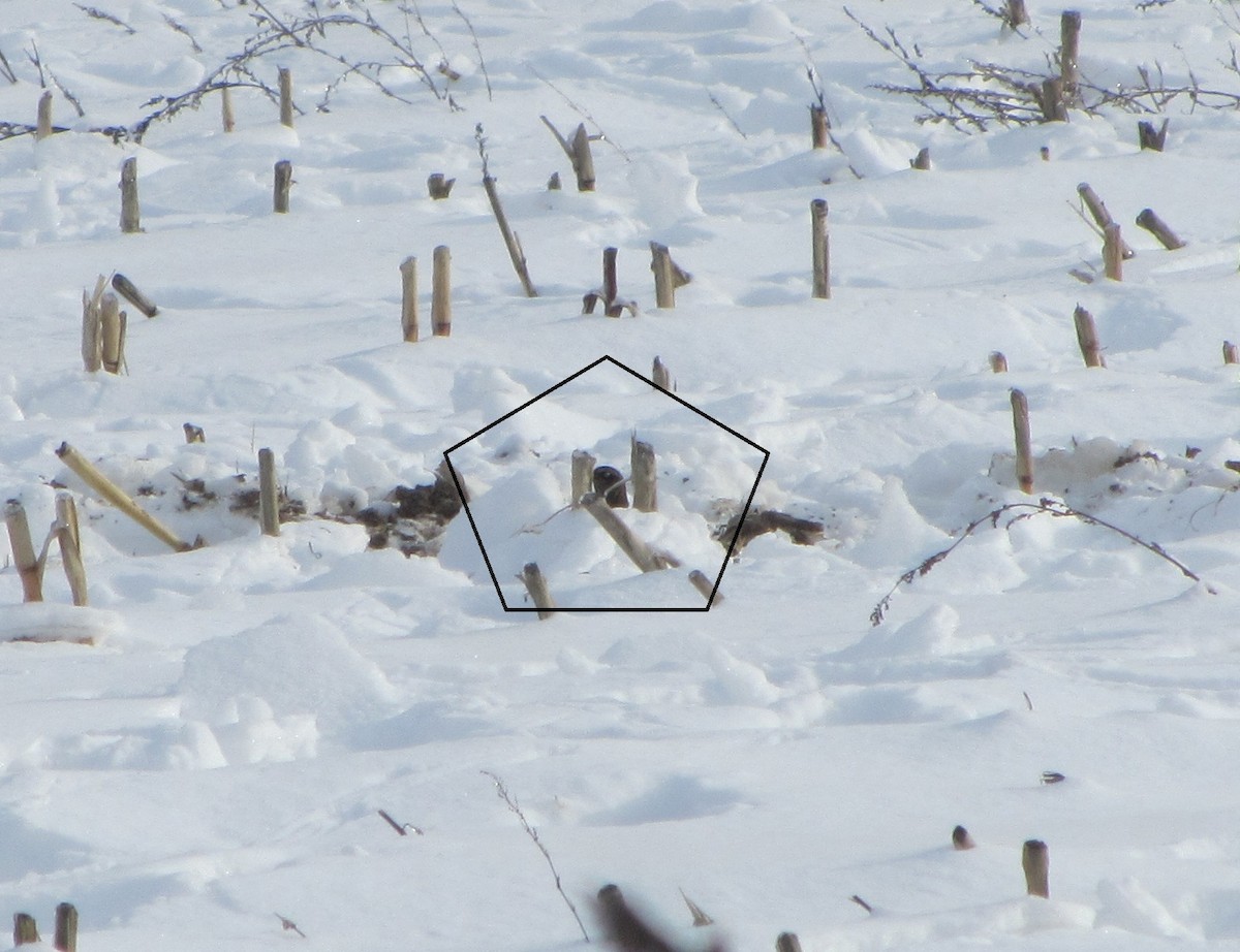 Rusty Blackbird - ML78438981