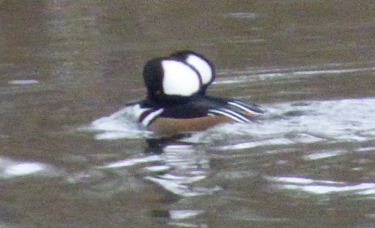 Hooded Merganser - ML78441191