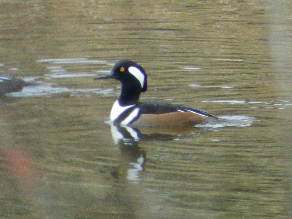 Hooded Merganser - ML78441211