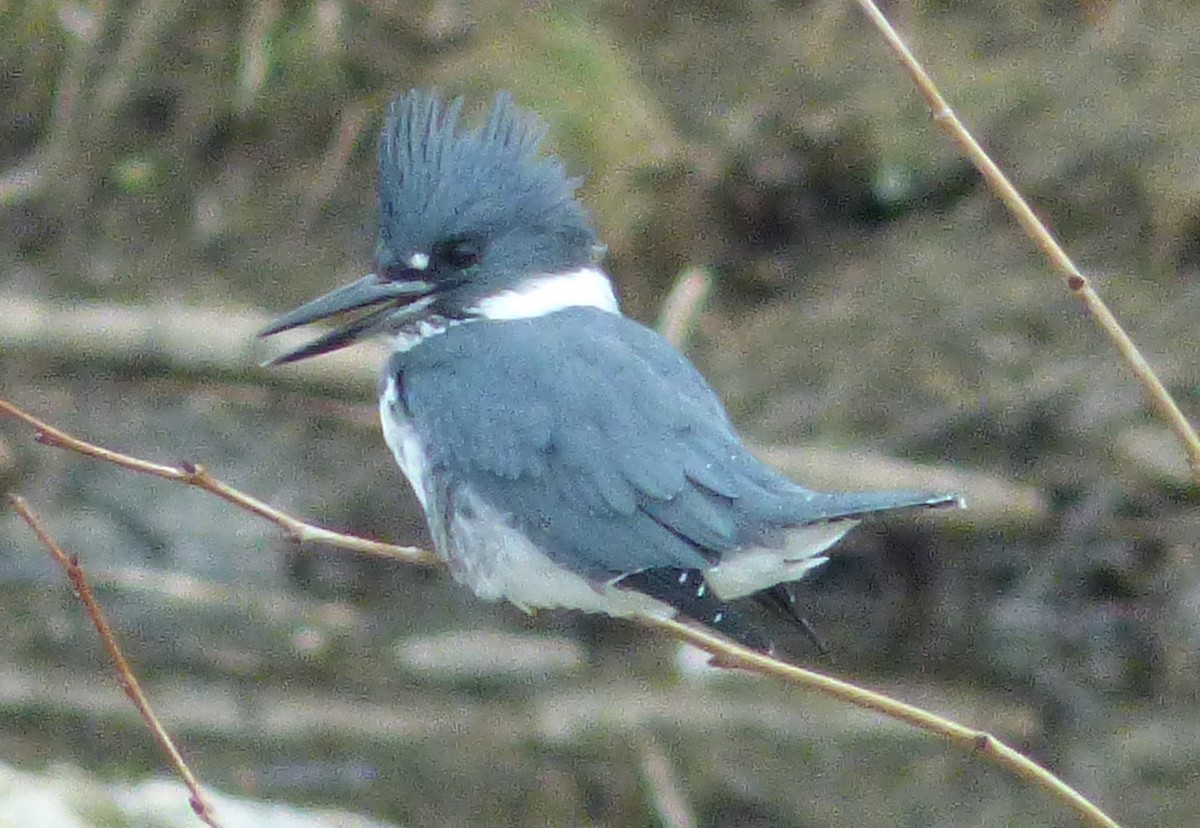 Belted Kingfisher - ML78441581