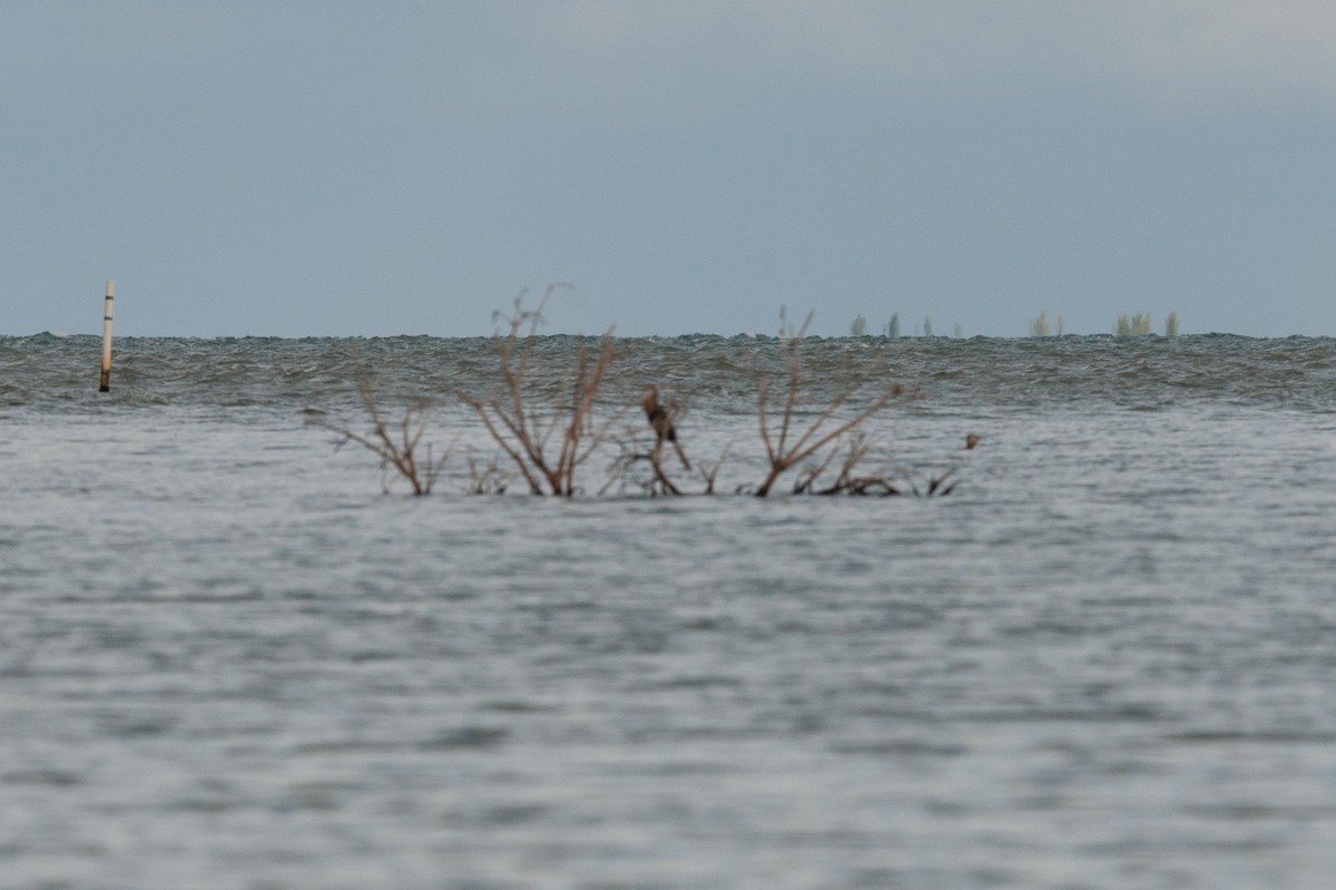 Neotropic Cormorant - ML78441681