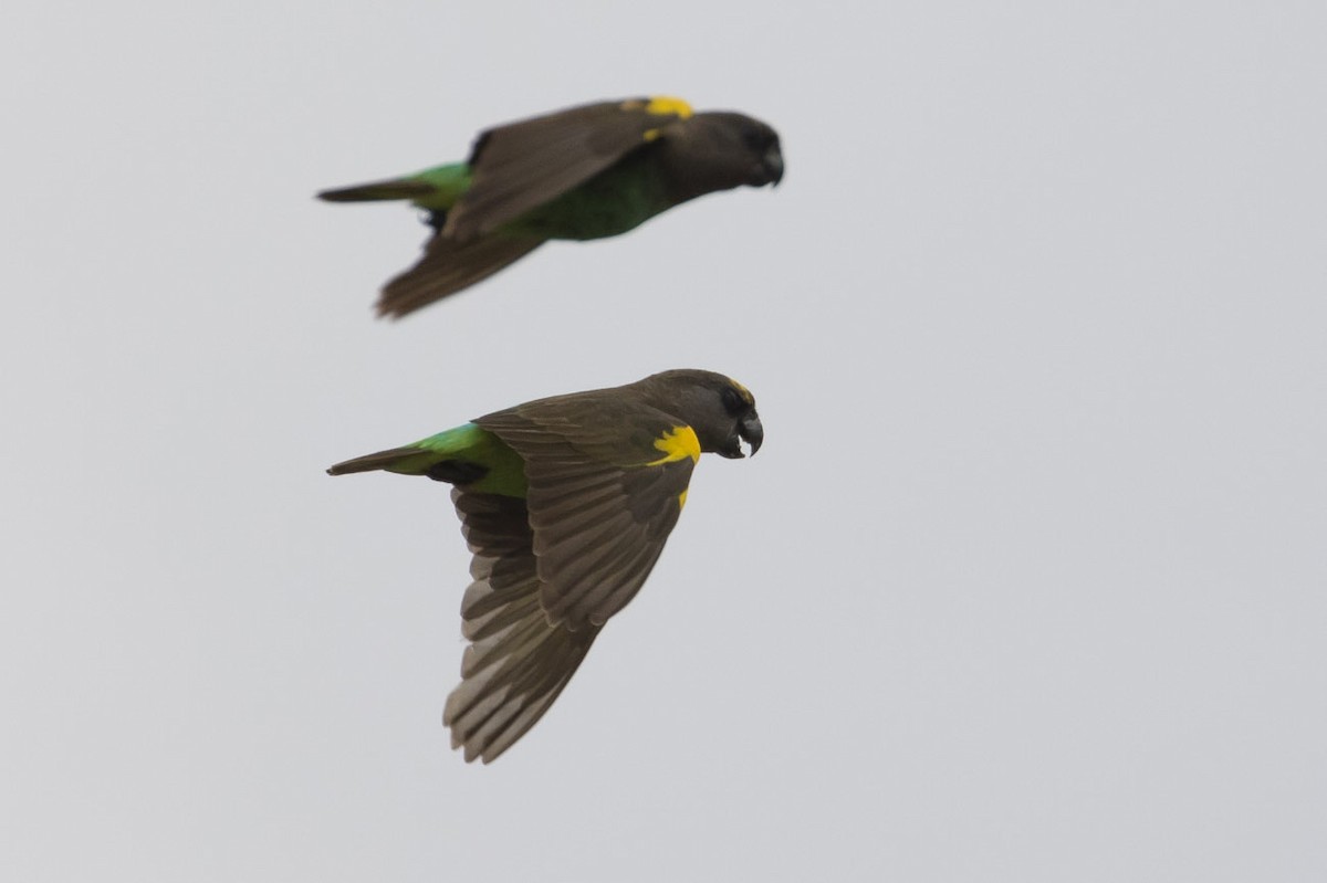 Meyer's Parrot - ML78445241