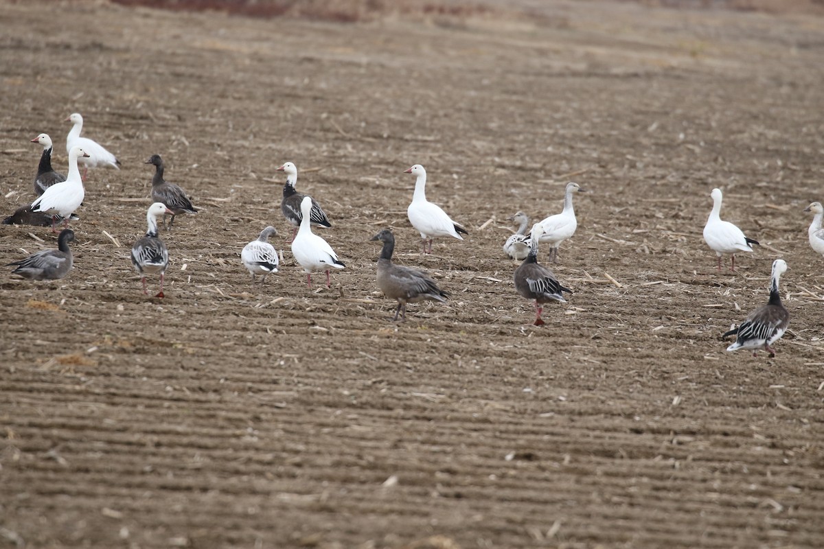 Snow Goose - ML78445591