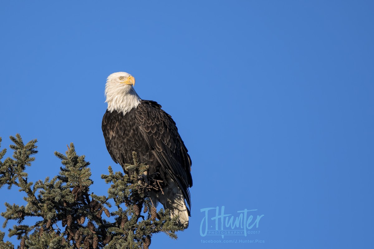 Bald Eagle - ML78445721
