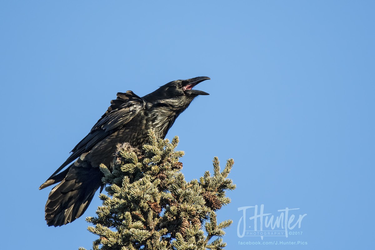 Common Raven - ML78445801