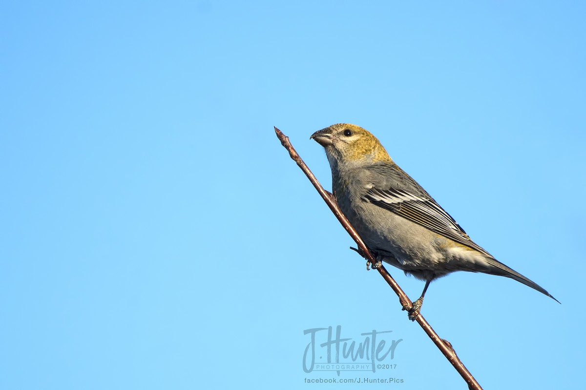 Pine Grosbeak - ML78445911