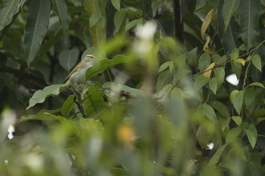 Arctic Warbler - ML78446171