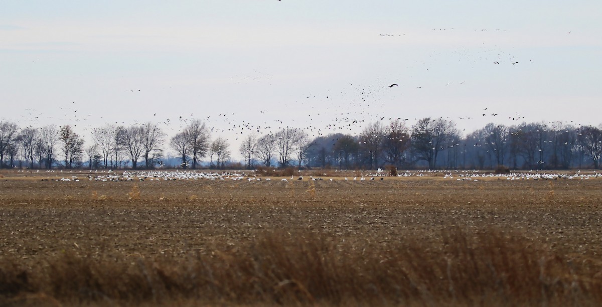 Snow Goose - ML78447111