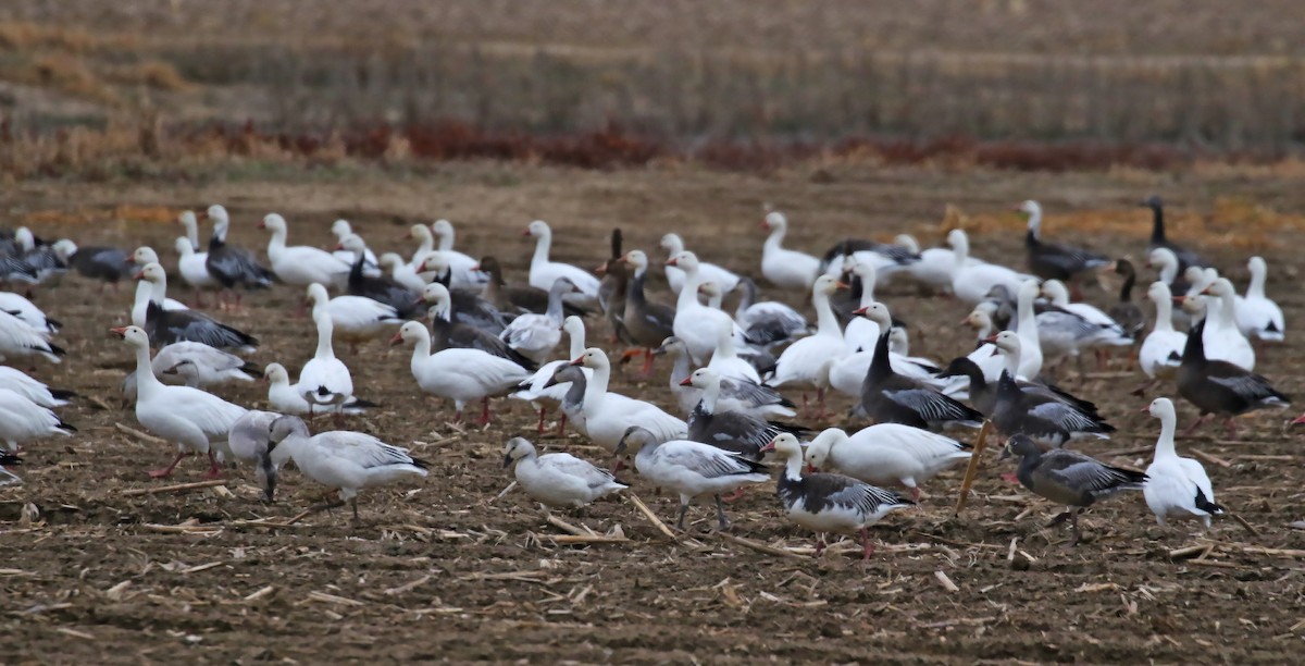 Snow Goose - olivia graves