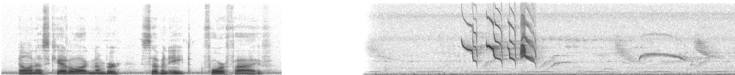 Tyran sociable (groupe texensis) - ML7845