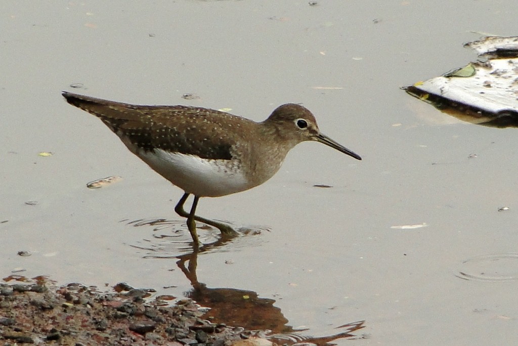 Solitary Sandpiper - Carlos Otávio Gussoni