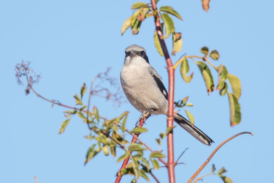 Loggerhead Shrike - ML78450611