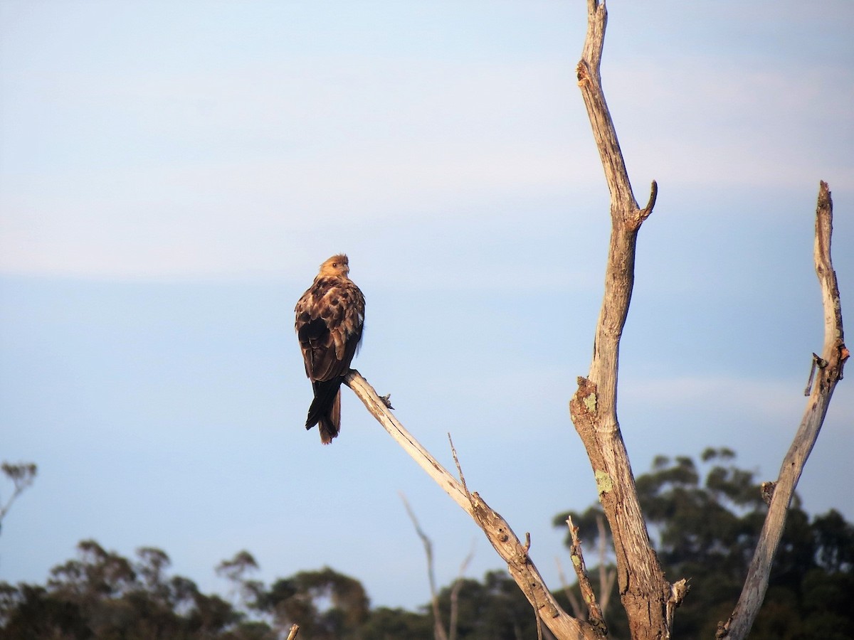 Whistling Kite - ML78450631