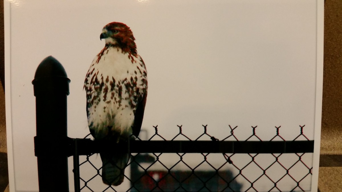 Red-tailed Hawk - ML78451031