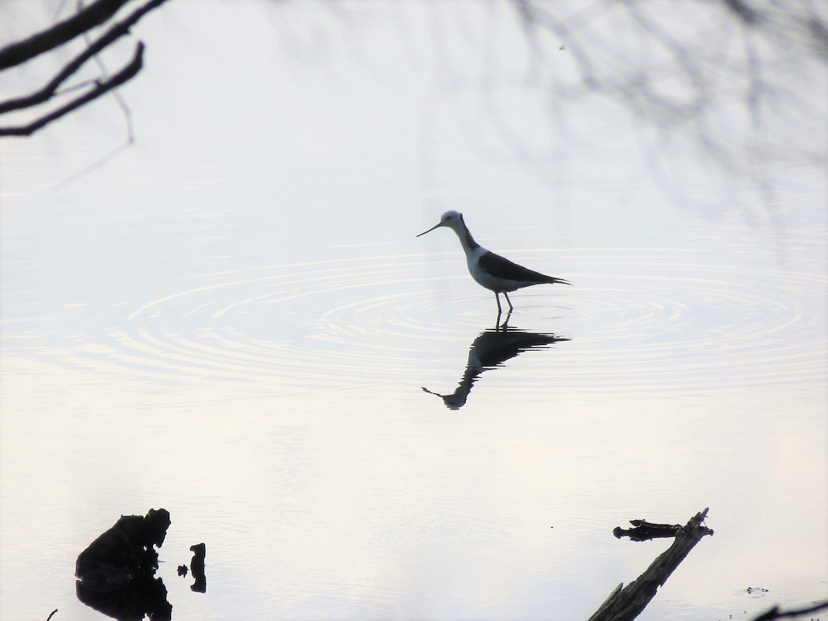 Pied Stilt - ML78451301