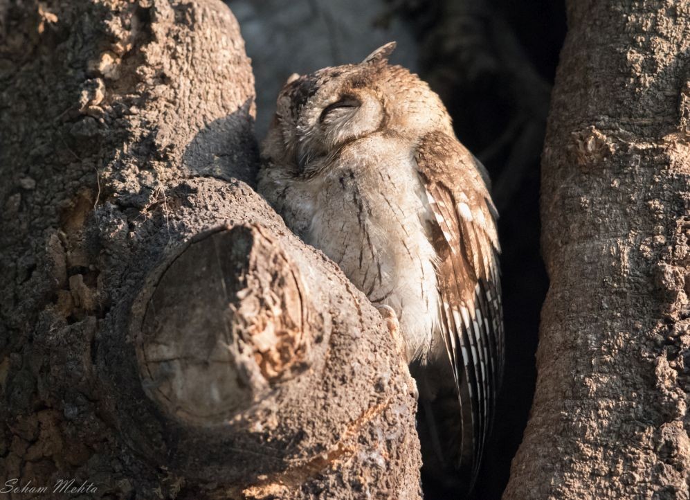 Indian Scops-Owl - ML78451421