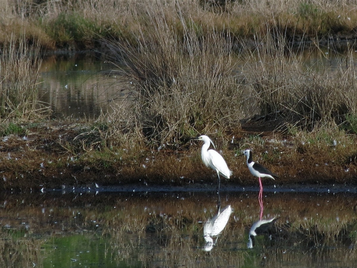 Little Egret - ML78451471