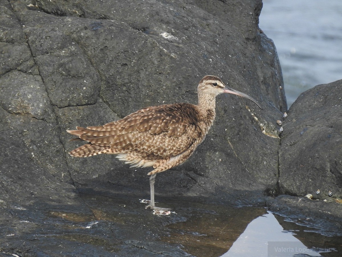 Whimbrel - ML78452481