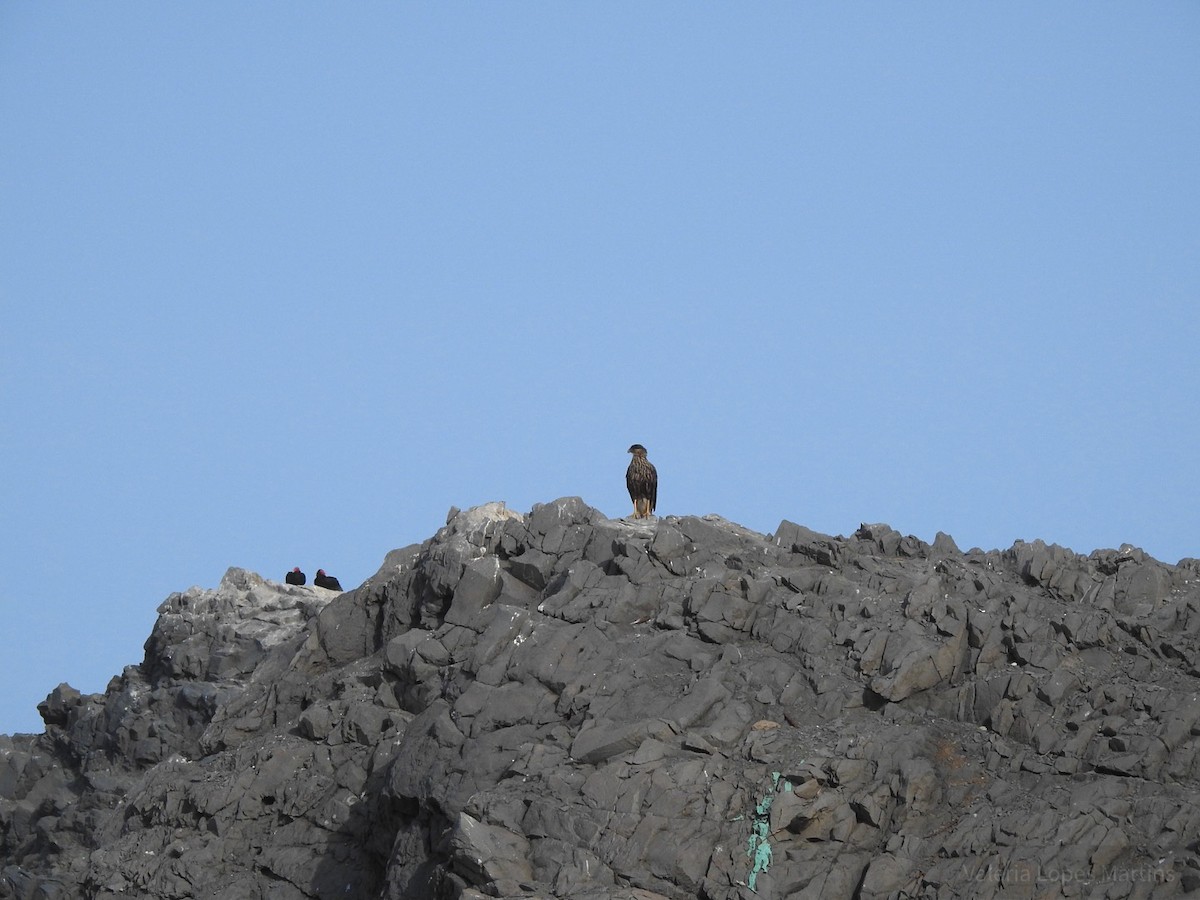 Caracara huppé (plancus) - ML78452871