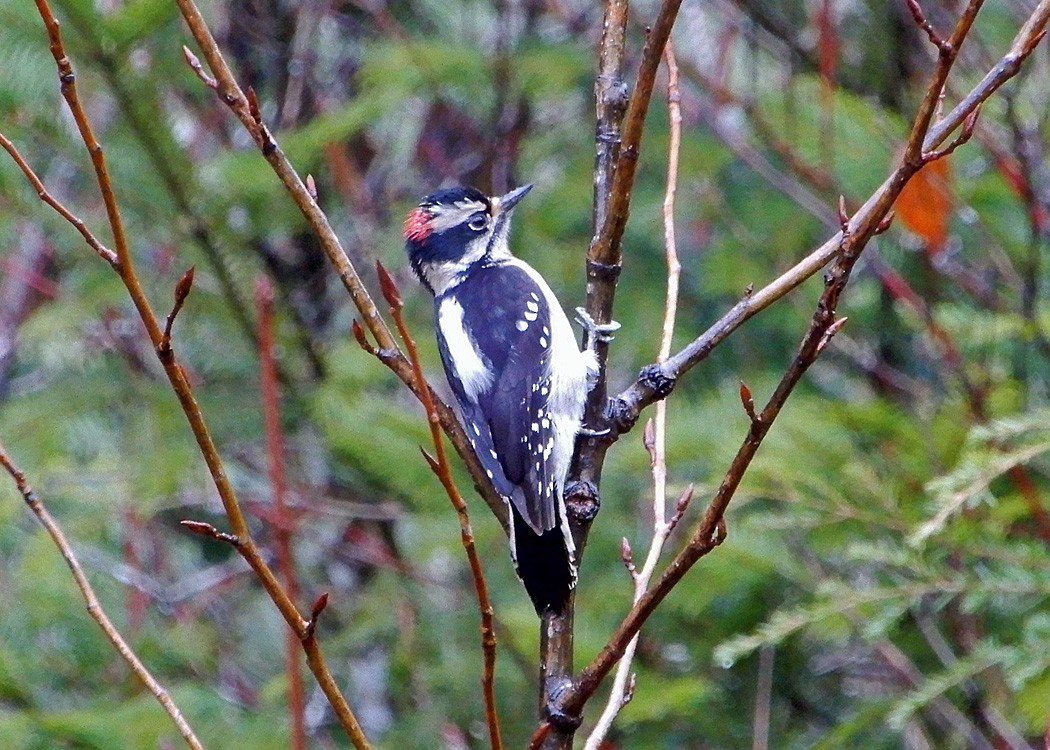 Downy Woodpecker - Mark Thomson