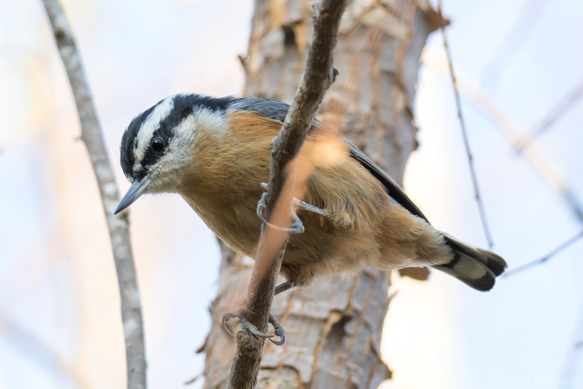 Red-breasted Nuthatch - ML78463211