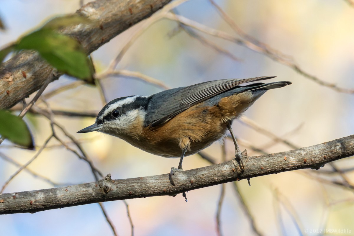 Red-breasted Nuthatch - ML78463221