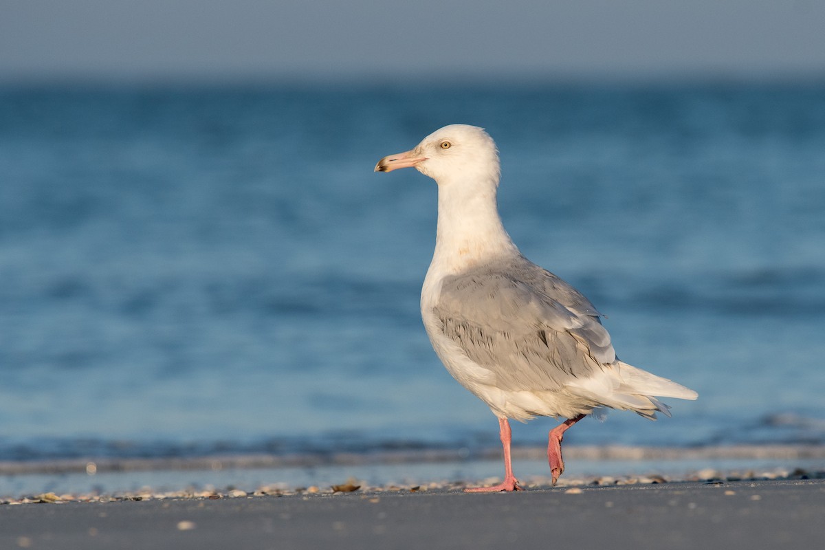 Glaucous Gull - Melissa James
