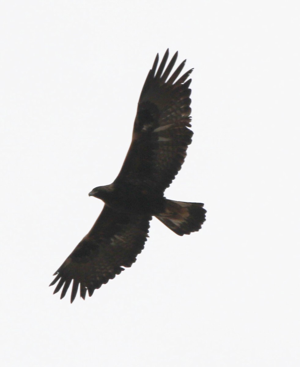 Цармын бүргэд - ML78463631