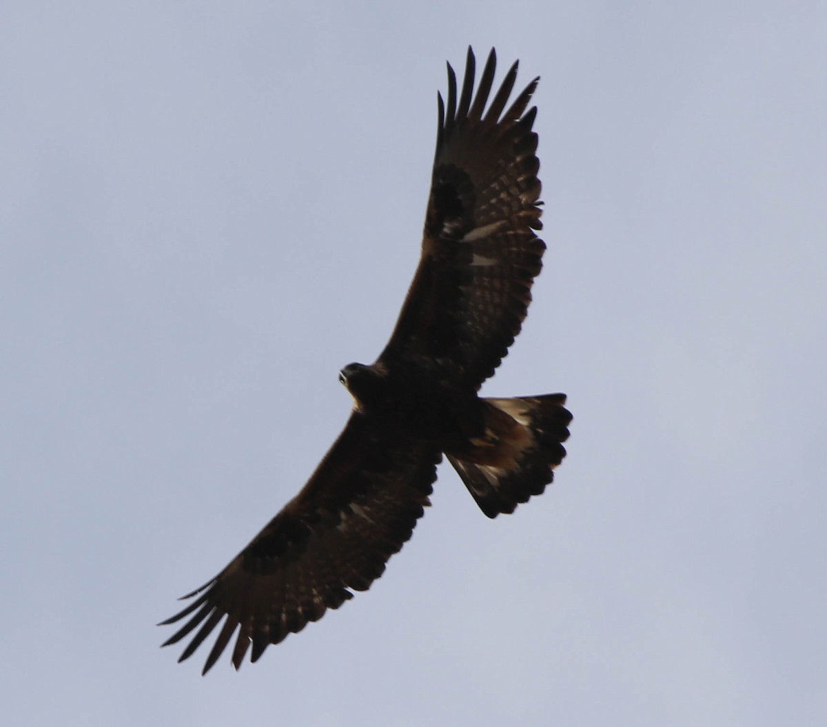 Цармын бүргэд - ML78463641