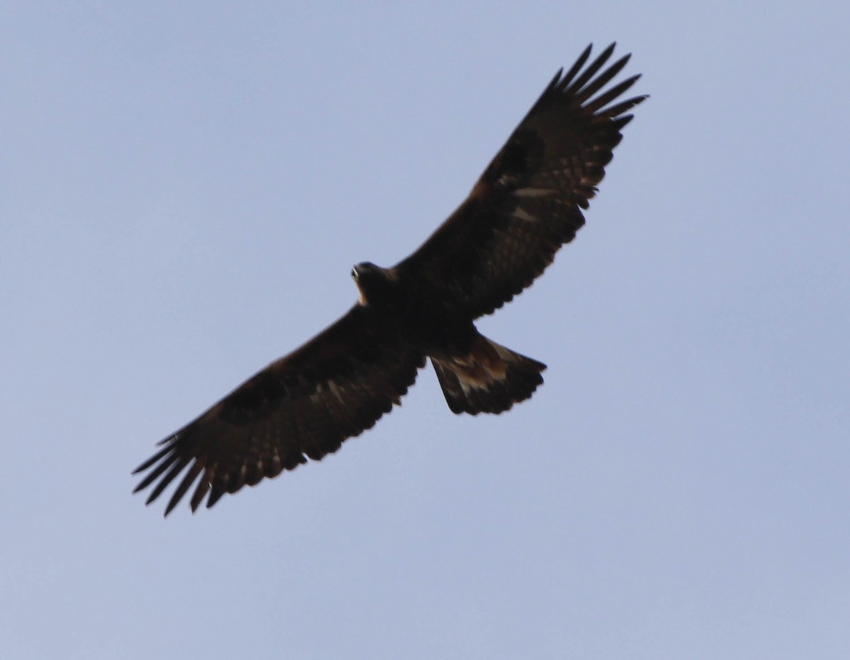 Цармын бүргэд - ML78463651