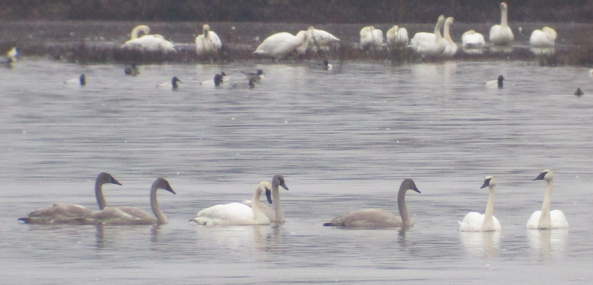 Trumpeter Swan - Steve Nord