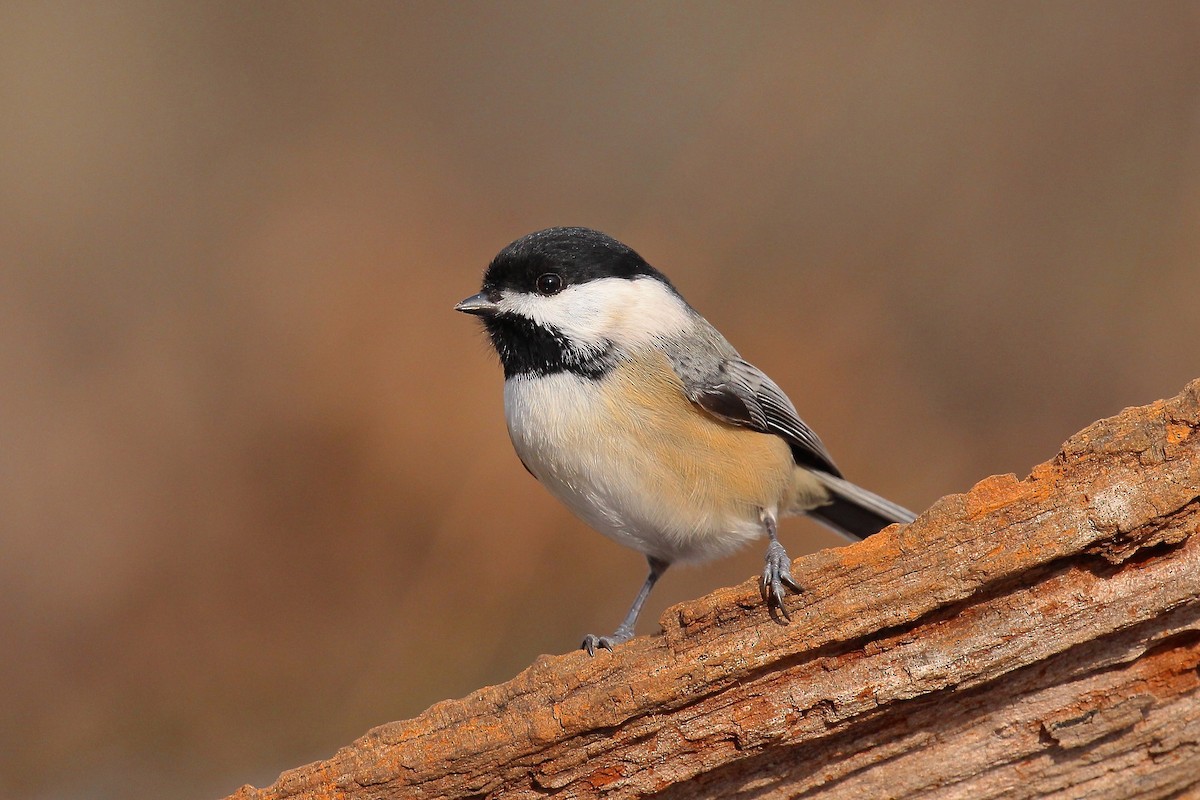 Black-capped Chickadee - ML78464751