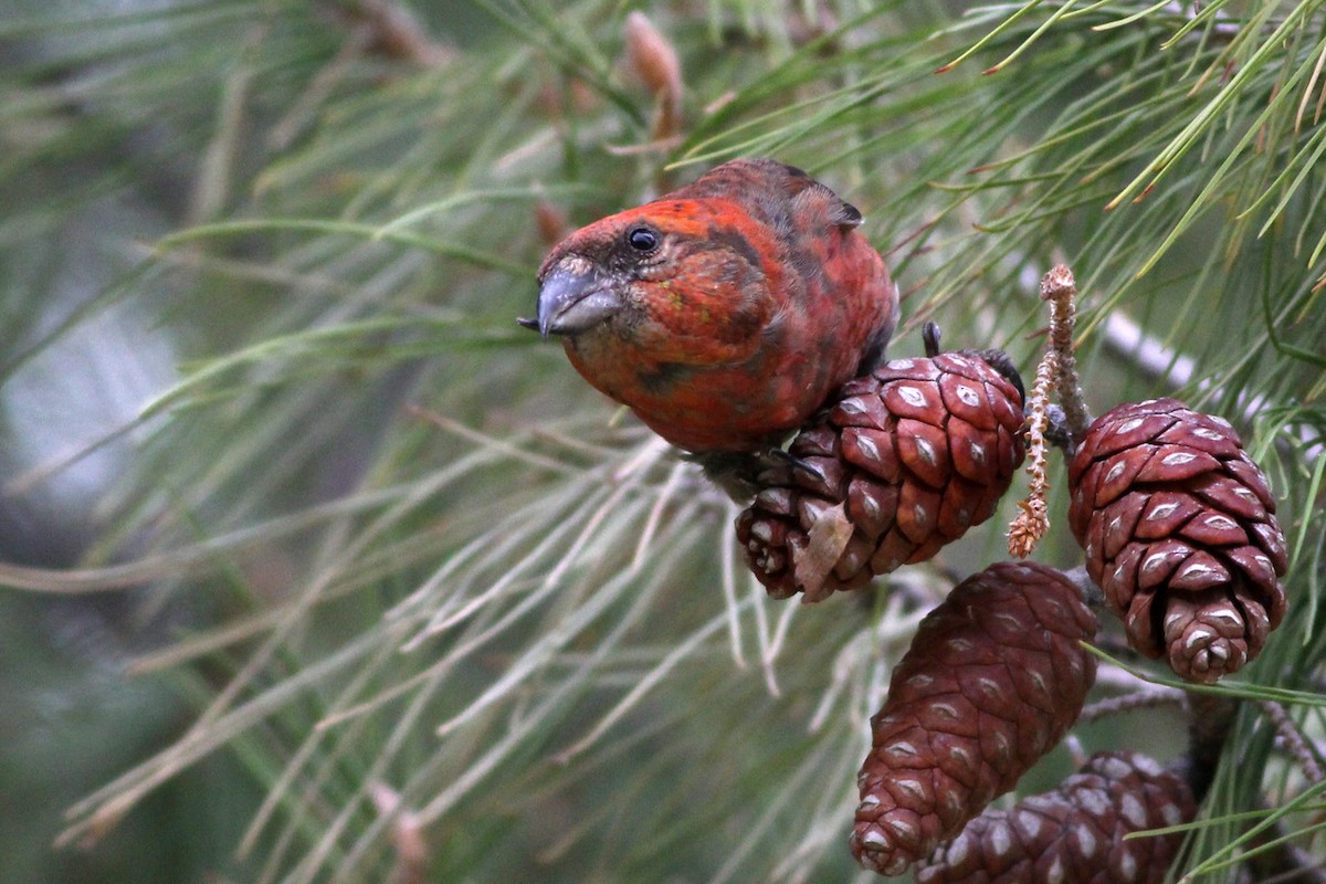 Red Crossbill (Ponderosa Pine or type 2) - ML78464921