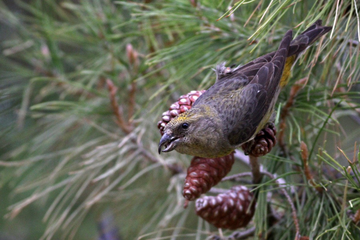 Red Crossbill (Ponderosa Pine or type 2) - ML78464961