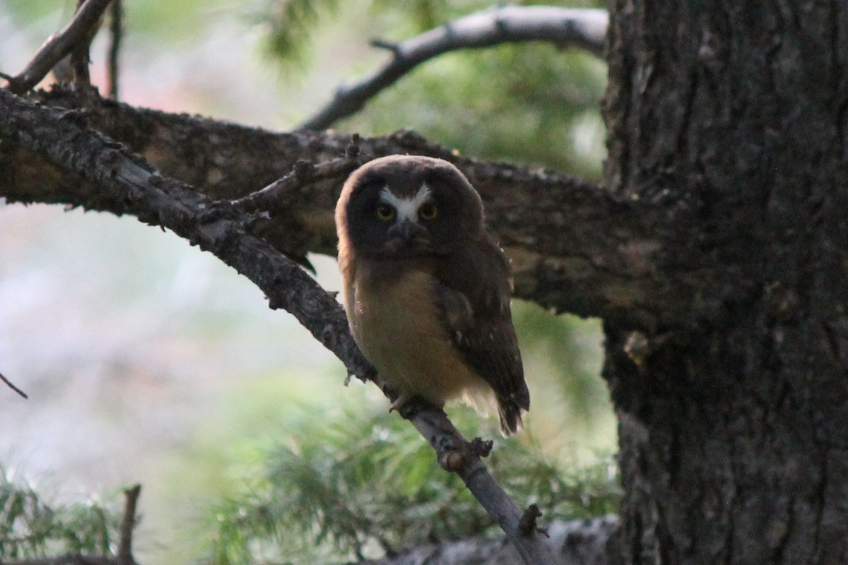 Northern Saw-whet Owl - ML78464981