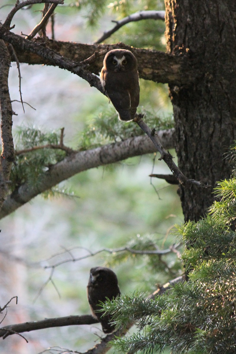 Northern Saw-whet Owl - ML78465031
