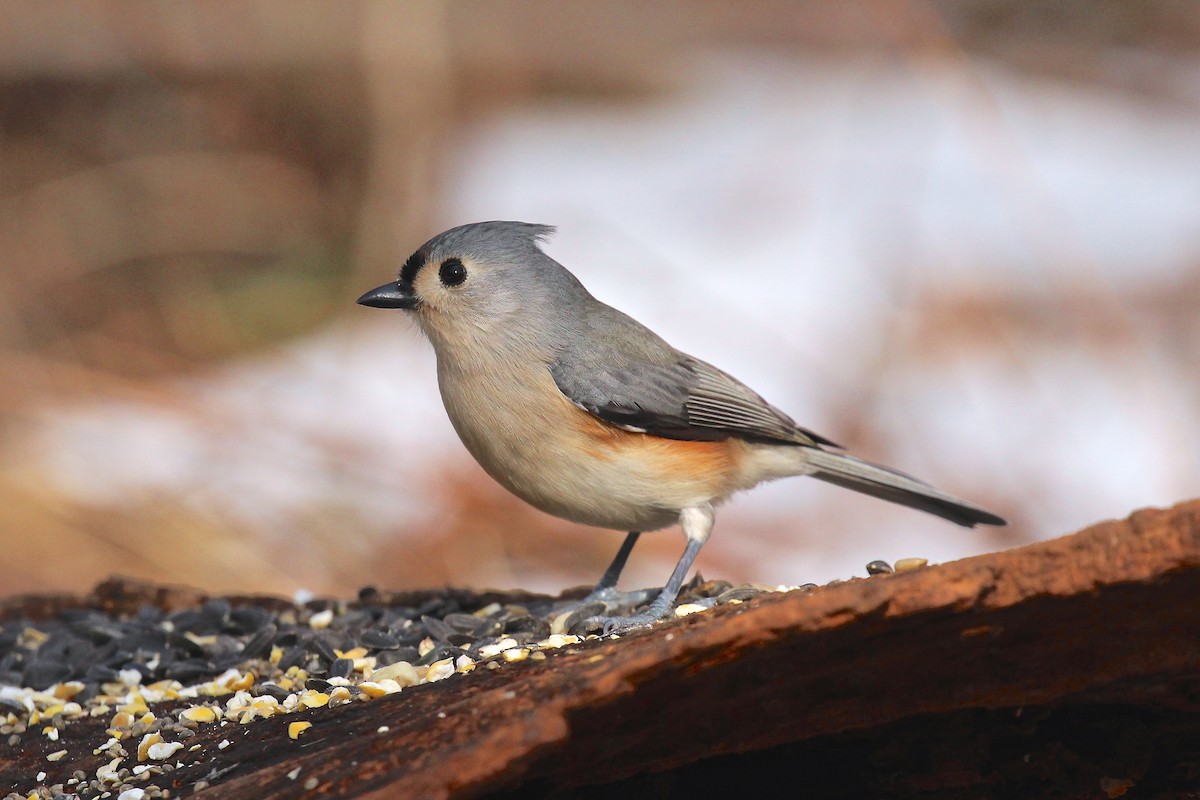 Tufted Titmouse - ML78465741