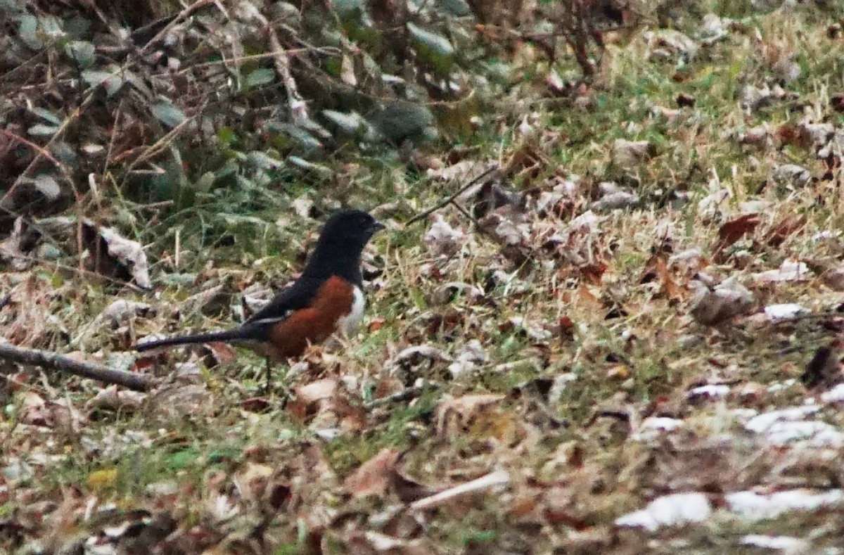 Eastern Towhee - John Daniel