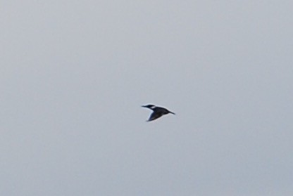 Belted Kingfisher - ML78466851