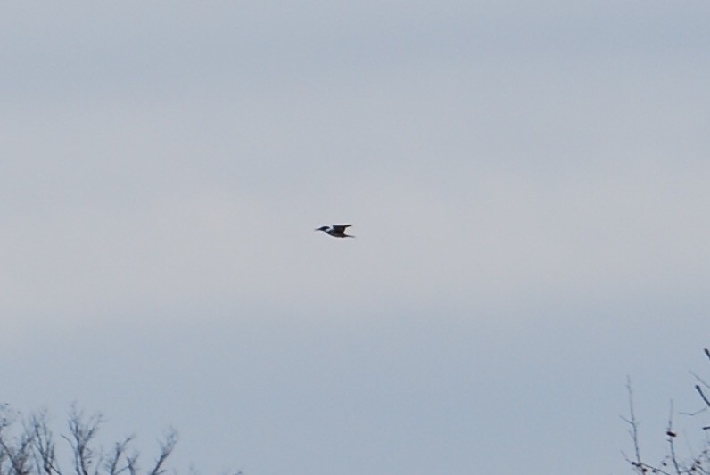 Belted Kingfisher - ML78466861