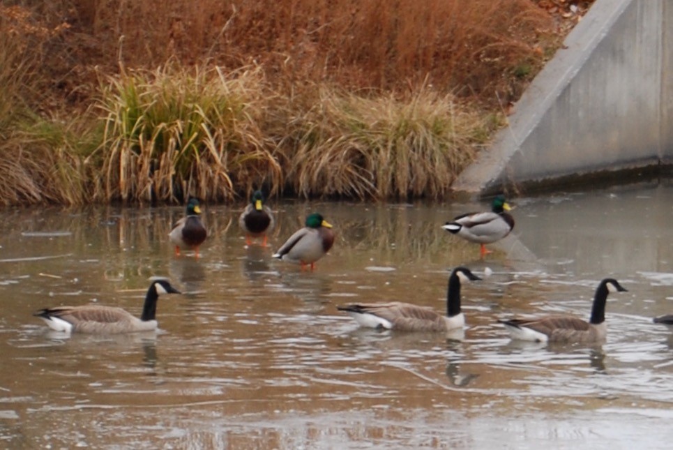 Canard colvert - ML78467151