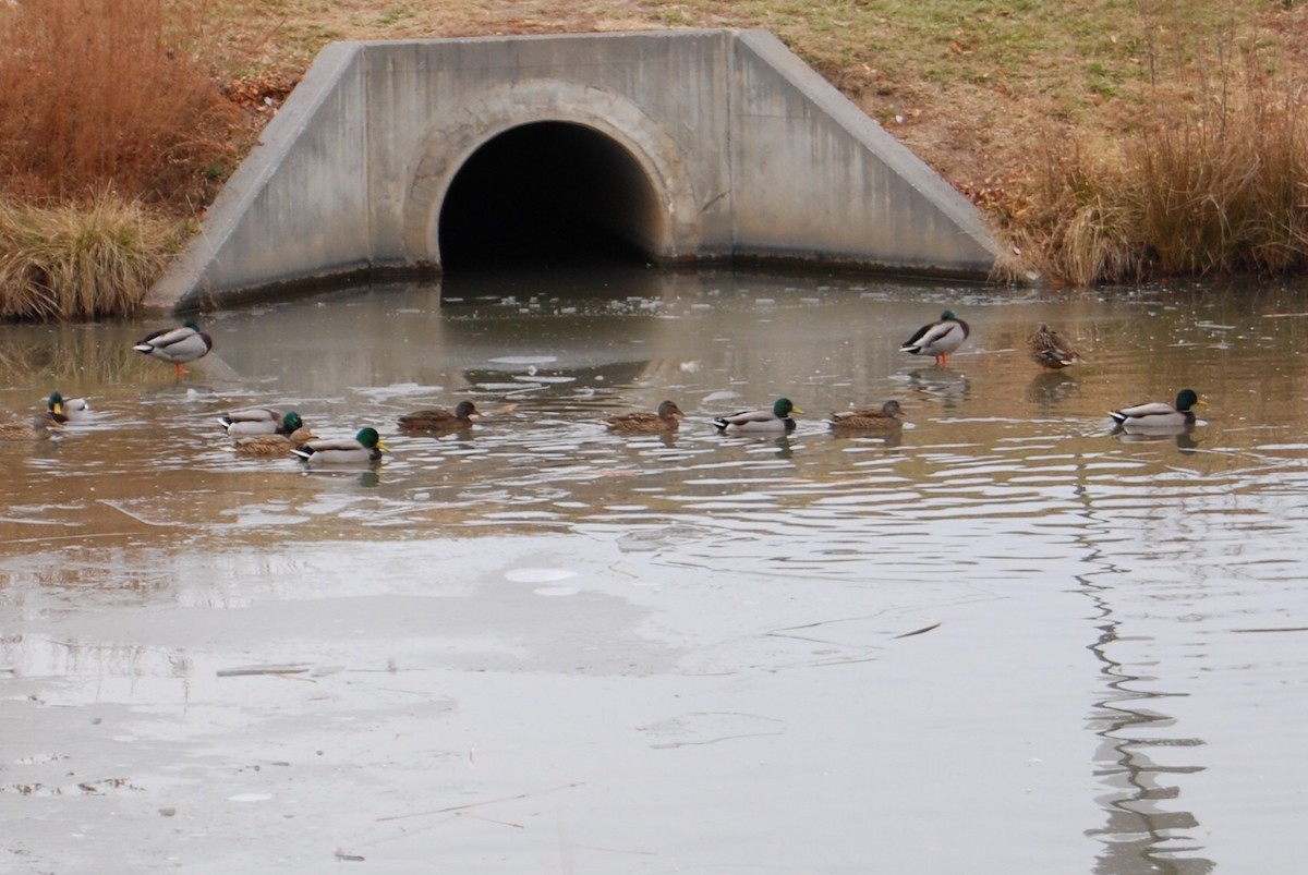 Canard colvert - ML78467181