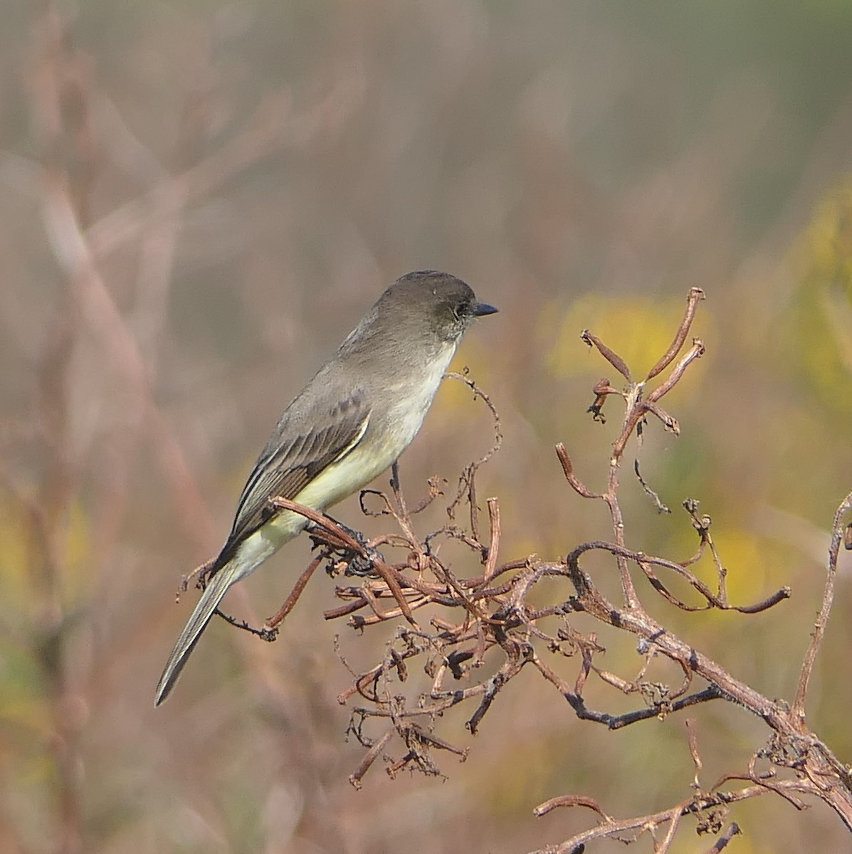 Eastern Phoebe - ML78467201